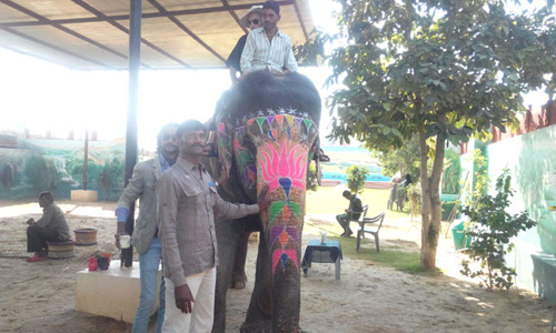 Elephant Safari Riding Udaipur